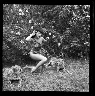 Rare Iconic Bettie Page 1954 Camera Negative Bunny Yeager Cheetah Pinup
