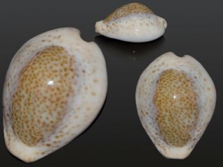 Seashell Cypraea Turdus Winckworthi Fantastic Pattern Unique Hypercallus