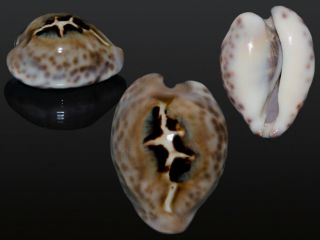 Seashell Cypraea Teulerei Fantastic " Lizard " Pattern Dark 41.  3 Mm