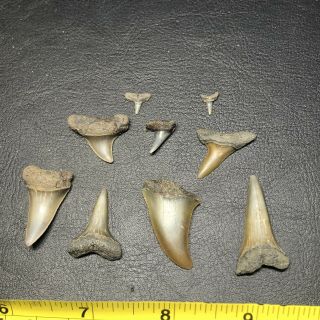 9 Pliocene Shark Tooth From Belgium East Flanders Wolf Family.  Coll.