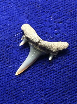 Carcharias Gustrowensis Fossil Extinct Sand Shark Tooth Belgium