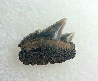 Rare Fossil Cow Shark Tooth - Hexanchus Gigas - Belgium 1cm Wide