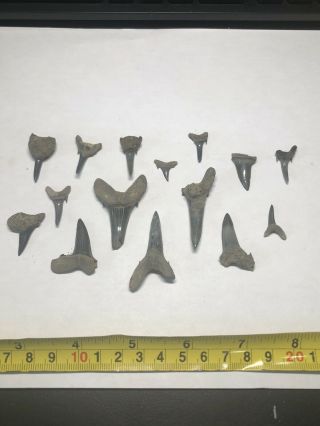 15 Pliocene Shark Tooth From Belgium Wolf Family.  Coll.