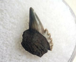 Rare Cow Shark Tooth - Hexanchus Gigas - Belgium 1.  5cm