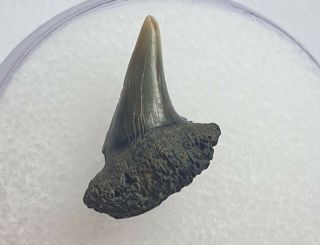 Ultra Rare Fossil Cow Shark Tooth - Notorynchus - 1.  2cm Belgium