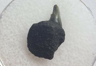 Ultra Rare Fossil Cow Shark Tooth - Notorynchus - 1.  4cm Belgium