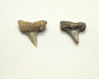 Very Rare Pair 0.  48 " & 0.  54 " Fossil Lamma Nassus Shark Teeth - Belgium