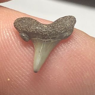 Pliocene Shark Tooth From Hoeven Belgium Wolf Family.  Coll.