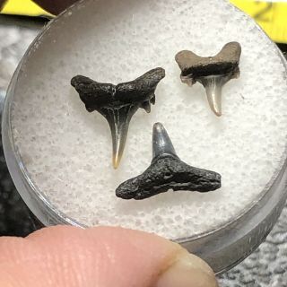 3 Pliocene Shark Tooth From Belgium East Flanders Wolf Family.  Coll.