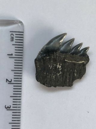 Fossil Shark Tooth,  Rare,  Notorynchus Cepedianus,  Pliocene,  Antwerp,  Belgium