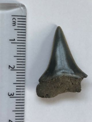 Fossil Shark Tooth,  Mako,  Hastalis,  Good Quality,  Pliocene,  Antwerp,  Belgium
