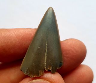 Fossil Mako Shark Tooth - Boxed,  Belgium 2.  9cm