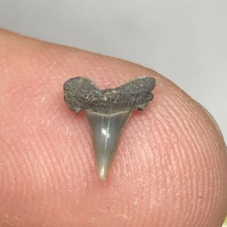 Eocene Shark Tooth From Belgium East Flanders Wolf Family.  Coll.