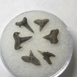 6 Eocene Shark Teeth From Belgium East Flanders Wolf Family.  Coll.