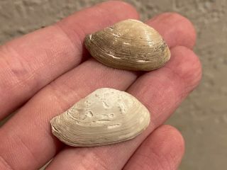 Belgium Fossil Bivalves Portlandia Deshayesiana Oligocene Age Shell Clam